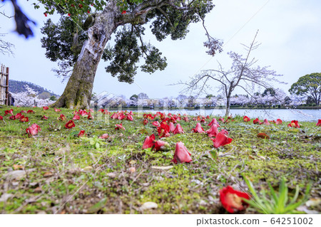大角寺大澤池櫻 大角寺大澤池櫻 64251002