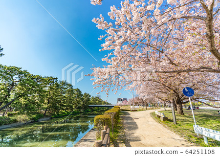 Nikko Kaido Country designated scenic spot Soka Matsubara and cherry blossom scenery Nikko Kaido Country designated scenic spot Soka Matsubara and cherry blossom scenery 64251108