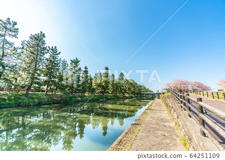 Nikko Kaido Country designated scenic spot Soka Matsubara and cherry blossom scenery 64251109