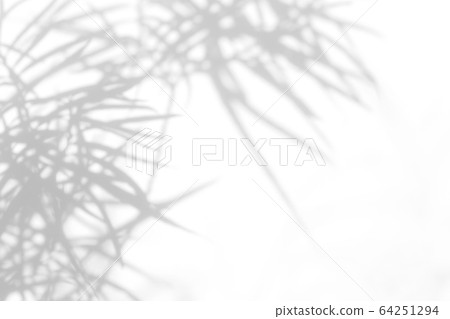 gray shadow of the the needles of thuja on a white gray shadow of the the needles of thuja on a white 64251294