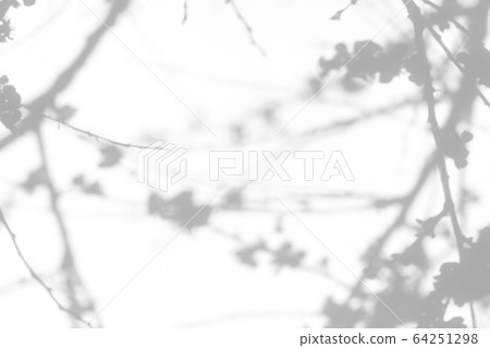 shadows of the tree branches on a white wall shadows of the tree branches on a white wall 64251298
