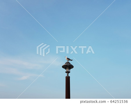 A lonely sea gull 64251536