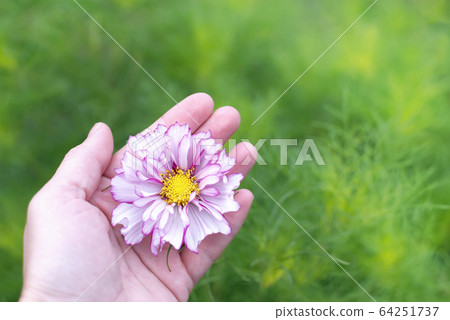 Flower of cosmea growing in nature in female hand Flower of cosmea growing in nature in female hand 64251737