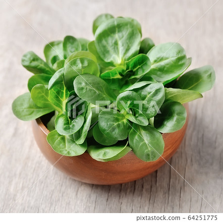 Valerian salad isolated on white backgrounds. Valerian salad isolated on white backgrounds. 64251775