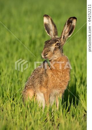 Alert brown hare feeding on green field with blade of grass in mouth. 64252211