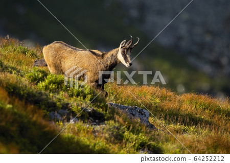Vital tatra chamois looking down and walking on mountain meadow in summer Vital tatra chamois looking down and walking on mountain meadow in summer 64252212