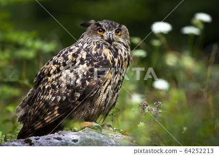 Huge eurasian eagle-owl sitting on a rock in summer forest 64252213
