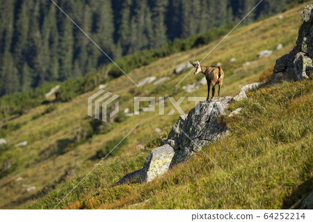 Energetic tatra chamois looking down from a rocky cliff it climbed in mountains Energetic tatra chamois looking down from a rocky cliff it climbed in mountains 64252214