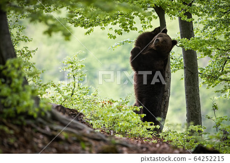 Wild brown bear standing on rear legs and scratching its back on a tree 64252215