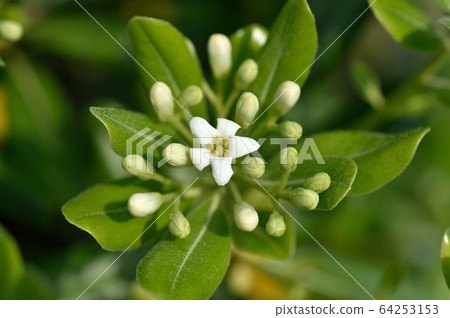 毛巾花 64253153