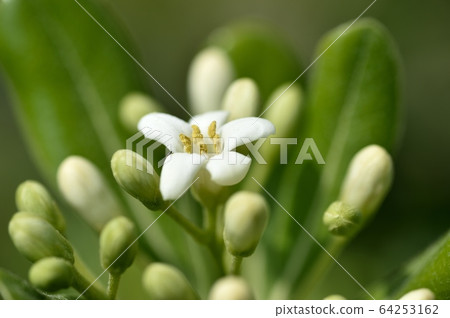毛巾花 毛巾花 64253162