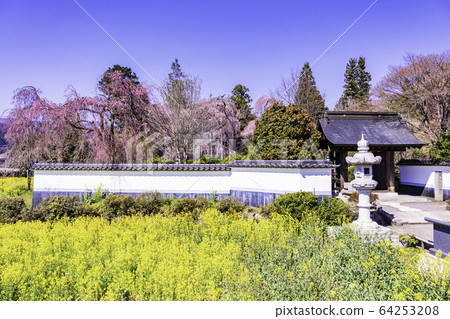 (Yamanashi Prefecture) Ciunji Temple surrounded by rape blossoms (Yamanashi Prefecture) Ciunji Temple surrounded by rape blossoms 64253208