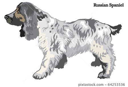 Russian Spaniel vector illustration - Stock Illustration [64253536] - PIXTA