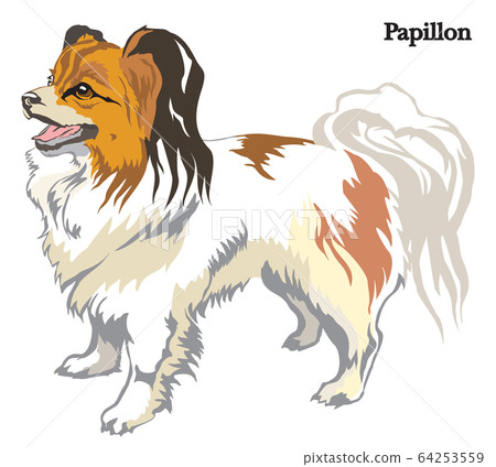 Papillon vector illustration Papillon vector illustration 64253559