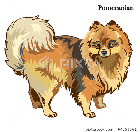 Pomeranian vector illustration 64253561
