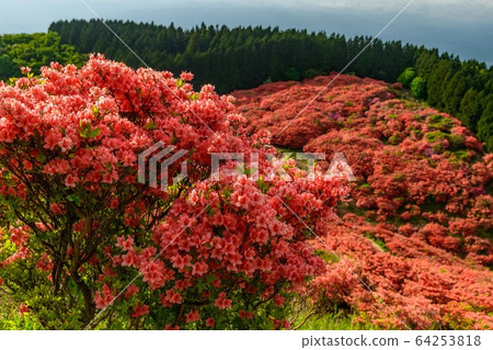 Azalea of Yamato Katsuragiyama Azalea of Yamato Katsuragiyama 64253818