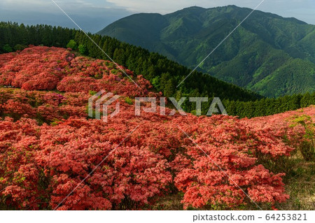 Yamato Katsuragiyama的杜鵑花 Yamato Katsuragiyama的杜鵑花 64253821