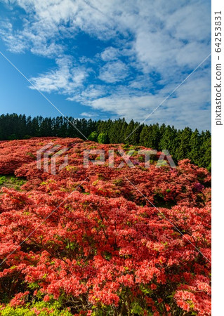 Yamato Katsuragiyama的杜鵑花 64253831