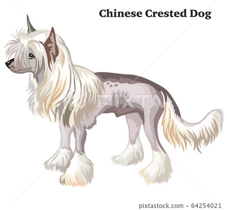 Colored decorative standing portrait of Chinese 64254021
