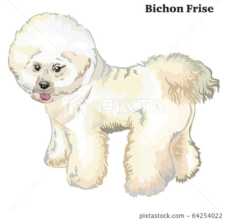 Colored decorative standing portrait of dog Bichon 64254022