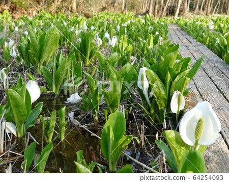 五泉市水上芭蕉公園 五泉市水上芭蕉公園 64254093