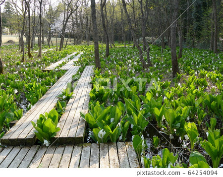 五泉市水上芭蕉公園 五泉市水上芭蕉公園 64254094