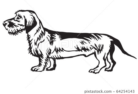 Decorative standing portrait of Dachshund Decorative standing portrait of Dachshund 64254143