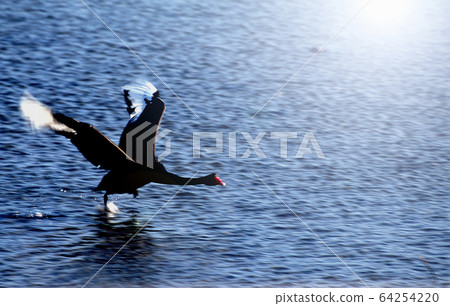 Black bird the moment of starting 64254220