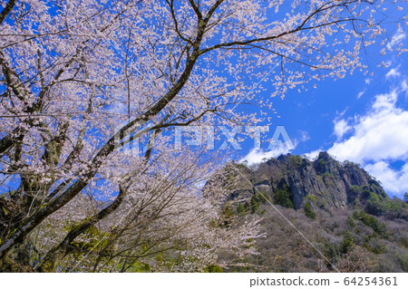 大s櫻花和山。 64254361