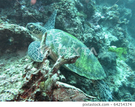 Sea turtle sleeping on fins (forefoot) hooked on coral Sea turtle sleeping on fins (forefoot) hooked on coral 64254374