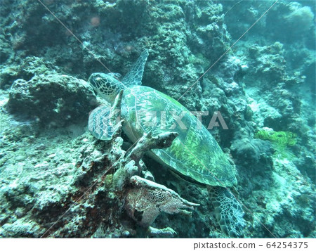 Sea turtle sleeping on fins (forefoot) hooked on coral Sea turtle sleeping on fins (forefoot) hooked on coral 64254375