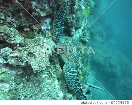 Sea turtle sleeping on fins (forefoot) hooked on coral Sea turtle sleeping on fins (forefoot) hooked on coral 64254376