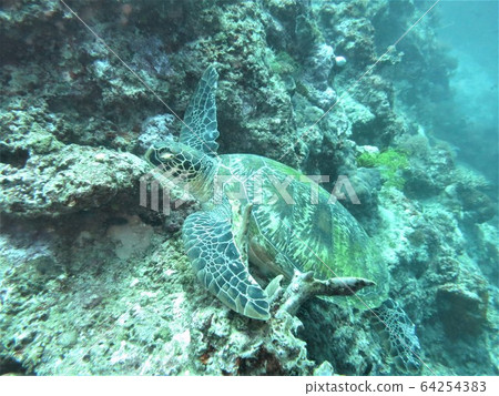 Sea turtle sleeping on fins (forefoot) hooked on coral 64254383