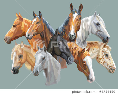 Set of horses breeds Set of horses breeds 64254459