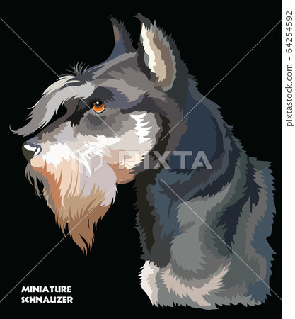 Miniature Schnauzer colorful vector portrait Miniature Schnauzer colorful vector portrait 64254592