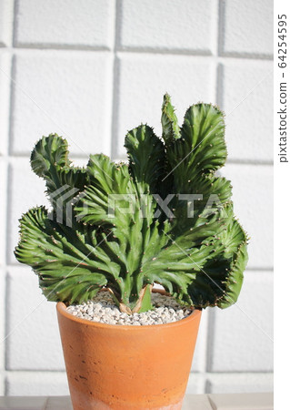 Maharaja sunset coral succulent 64254595