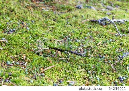 Kaya tree Kaya tree 64254921