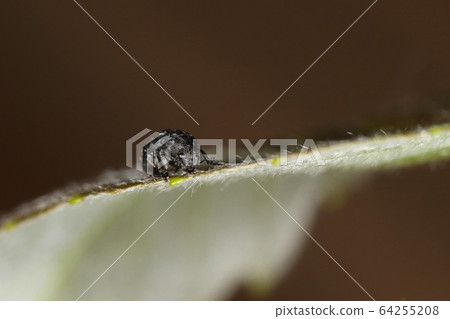Creature insect Insect weevil, short pecker mouth with pliers-like jaw Creature insect Insect weevil, short pecker mouth with pliers-like jaw 64255208