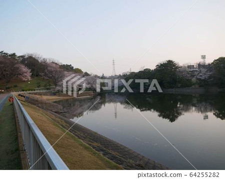 Cherry blossoms at Oike Park in Tokai City in the morning 64255282