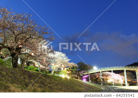 Sakura and Kintai Bridge at night 64255541