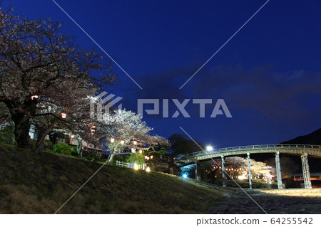 Night light up of Sakura and Kintaikyo Bridge 64255542