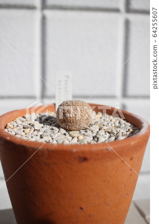 Succulent plant Migiultinus Pseudolithos Succulent plant Migiultinus Pseudolithos 64255607