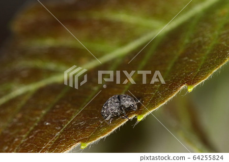 生物昆蟲昆蟲象鼻蟲，食肉。幼蟲以一定比例的蟲卵為食 64255824