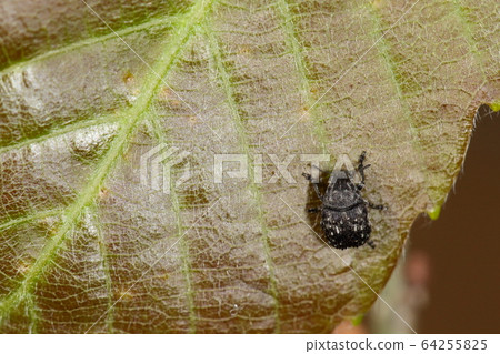 It seems to be a natural enemy of the living creature, the insect, the scabbard weevil, the scabbard parasitoid, which infests the rodent worm. 64255825