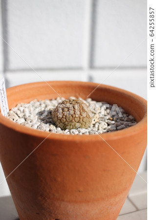 肉質植物先驅Heranus Pseudolithos 64255857