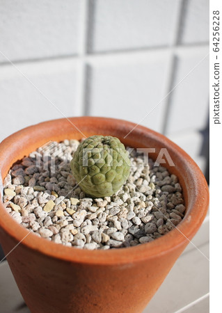 The succulent plant Larirealaki Buddha head 64256228