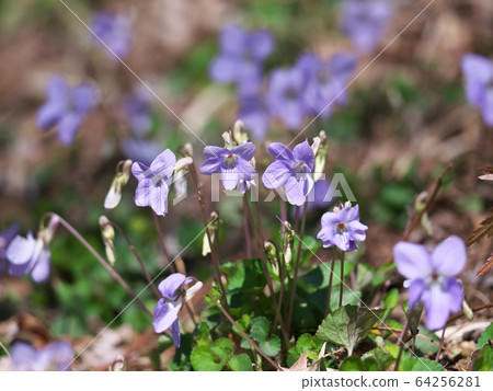 Viola grypocera 64256281
