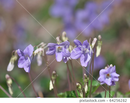 Viola grypocera 64256282