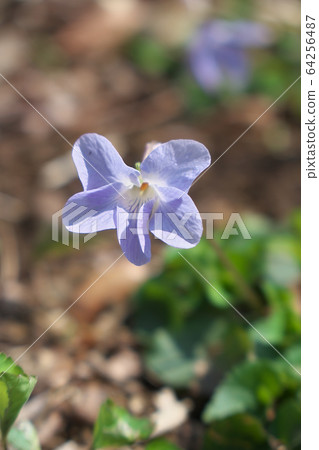 中提琴 中提琴 64256487