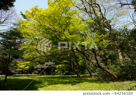 明治神宮西面的風景 明治神宮西面的風景 64256589